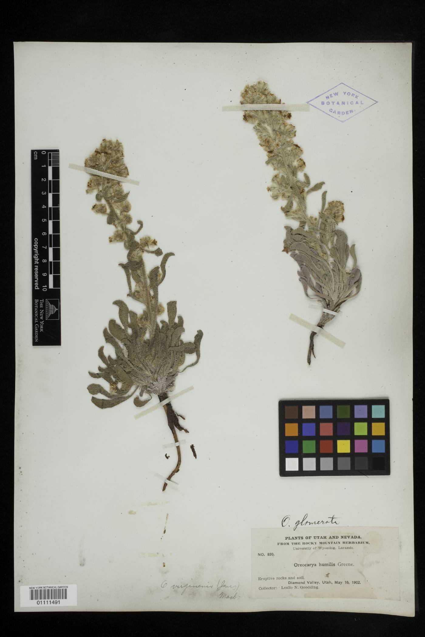 Oreocarya virginensis image