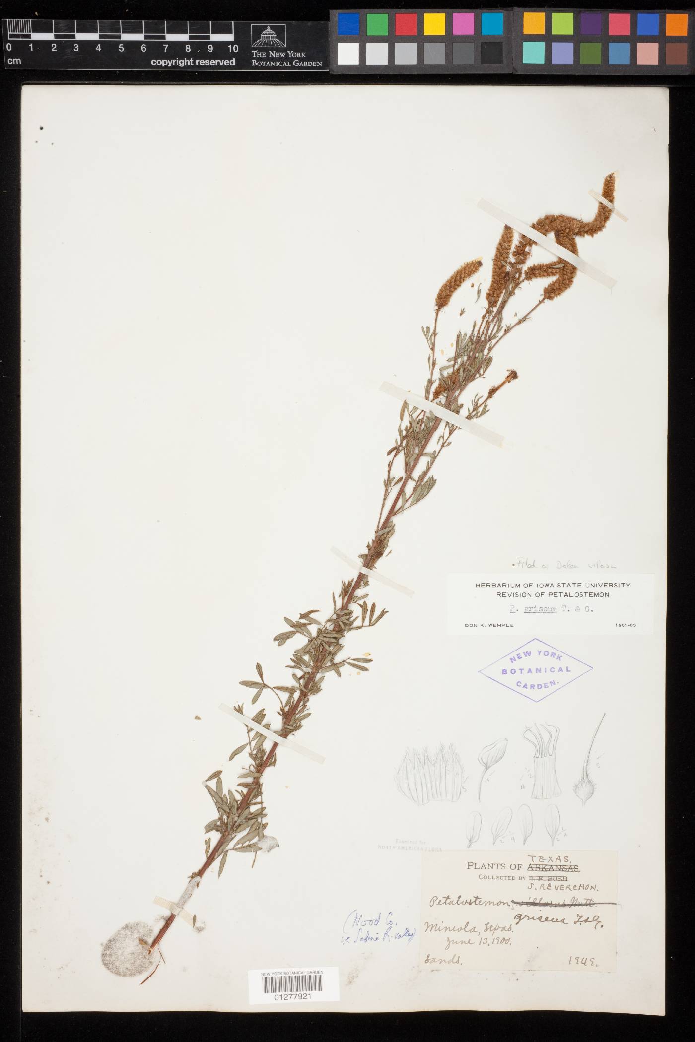Dalea villosa var. grisea image