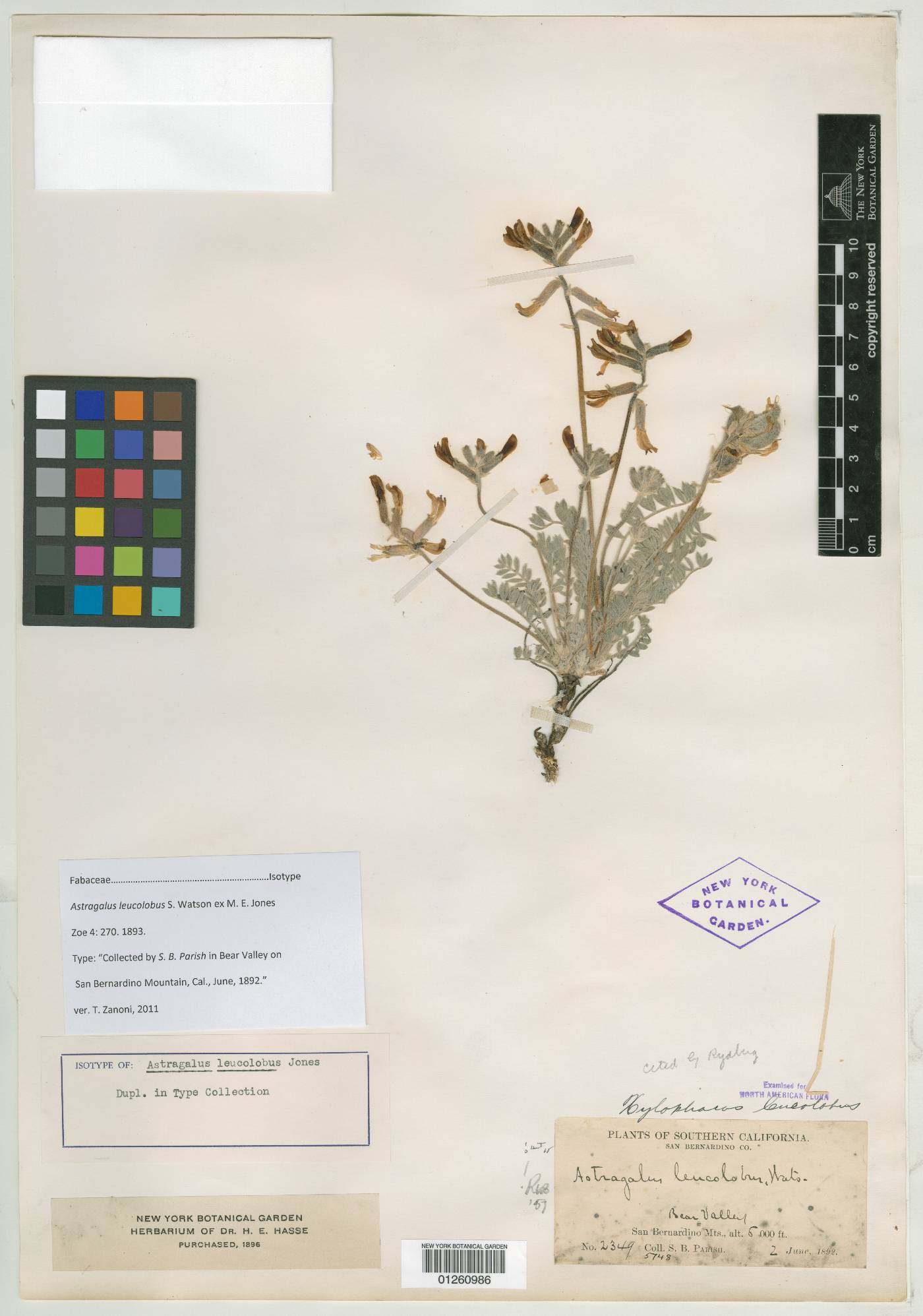 Astragalus leucolobus image
