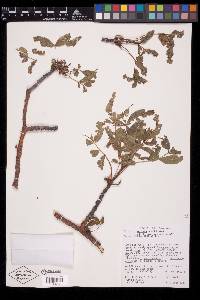 Bursera lancifolia image