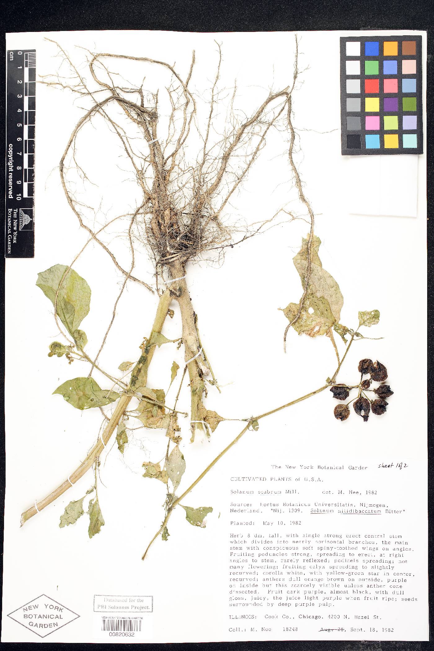 Solanum scabrum image