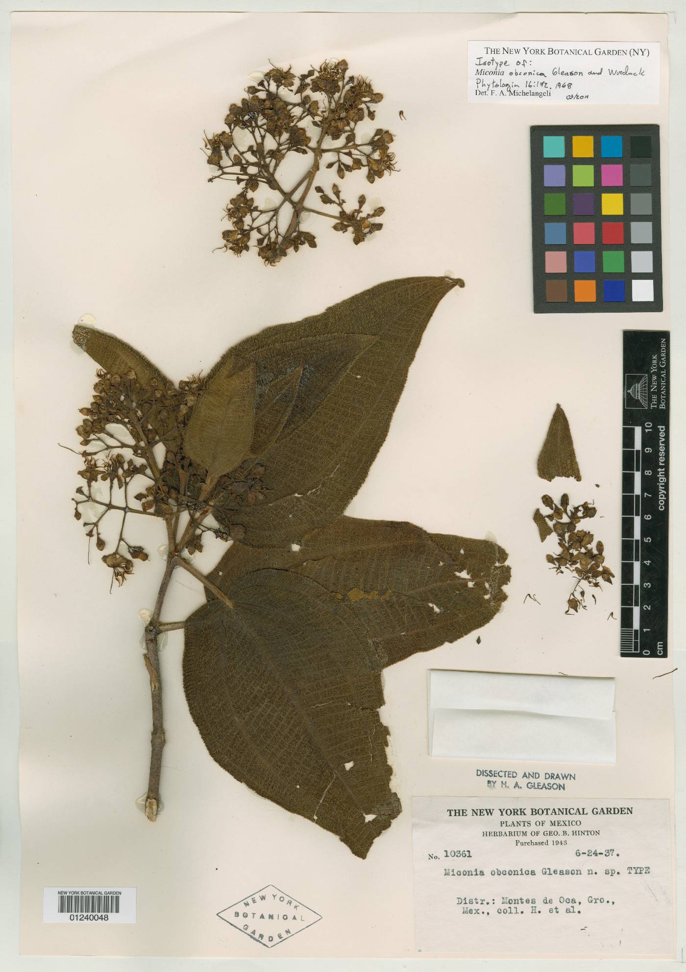 Miconia obconica image