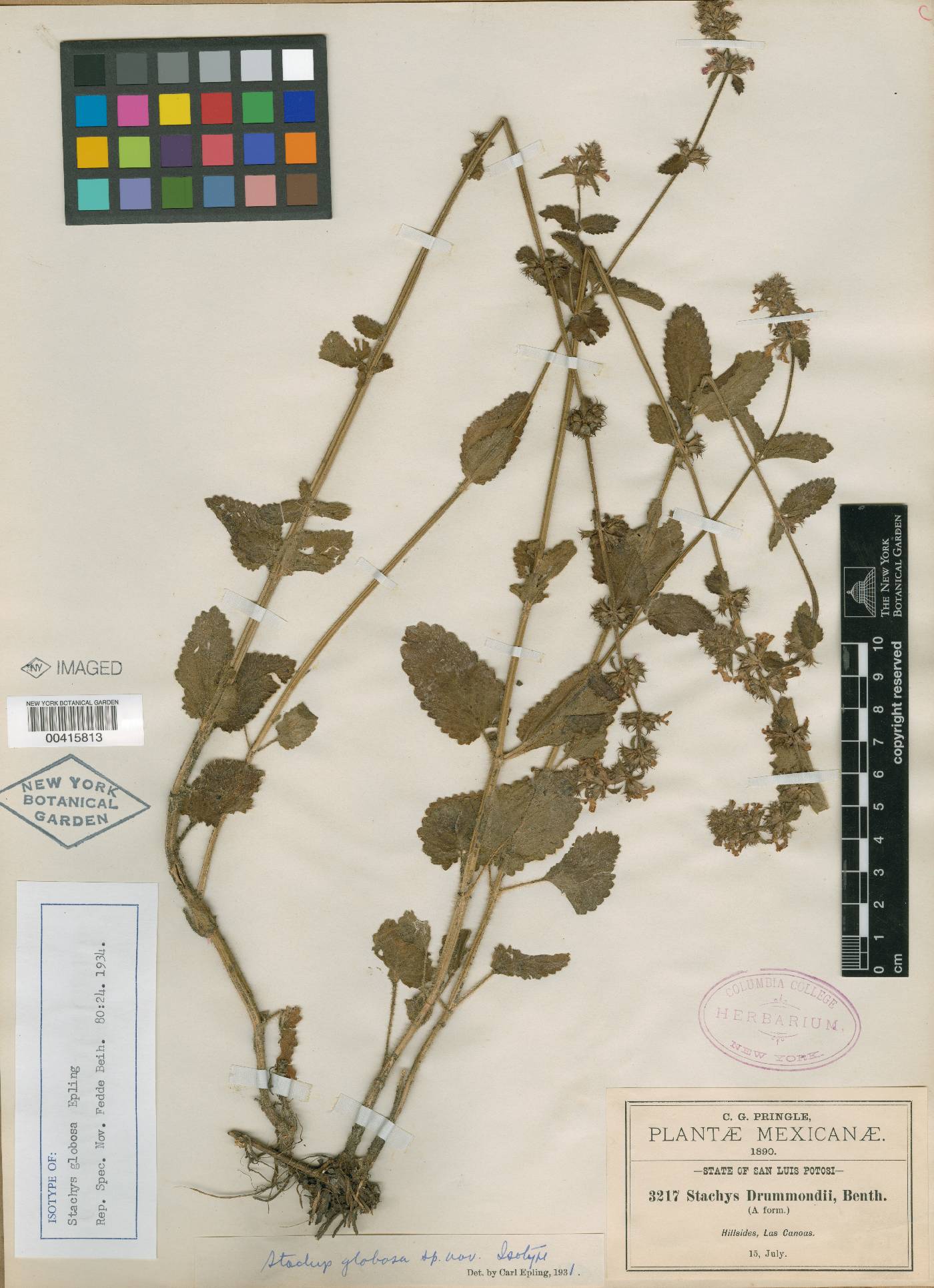 Stachys globosa image