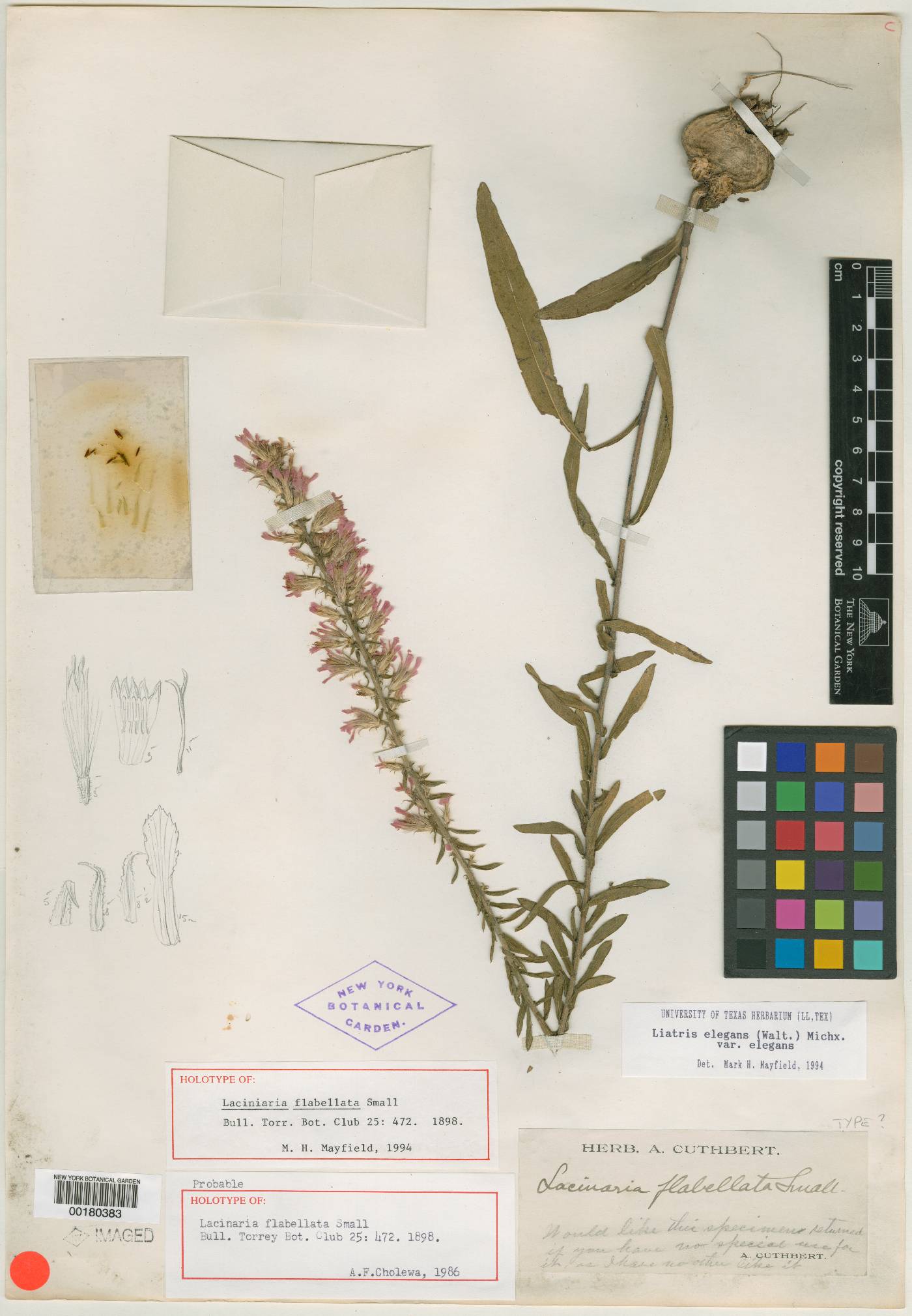 Lacinaria flabellata image