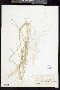 Muhlenbergia asperifolia image