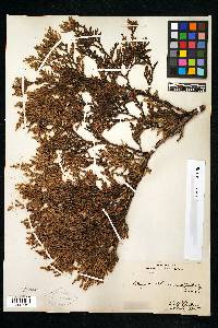 Thuja standishii image