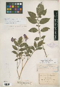 Solanum iopetalum image