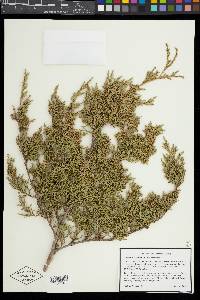 Juniperus virginiana var. virginiana image