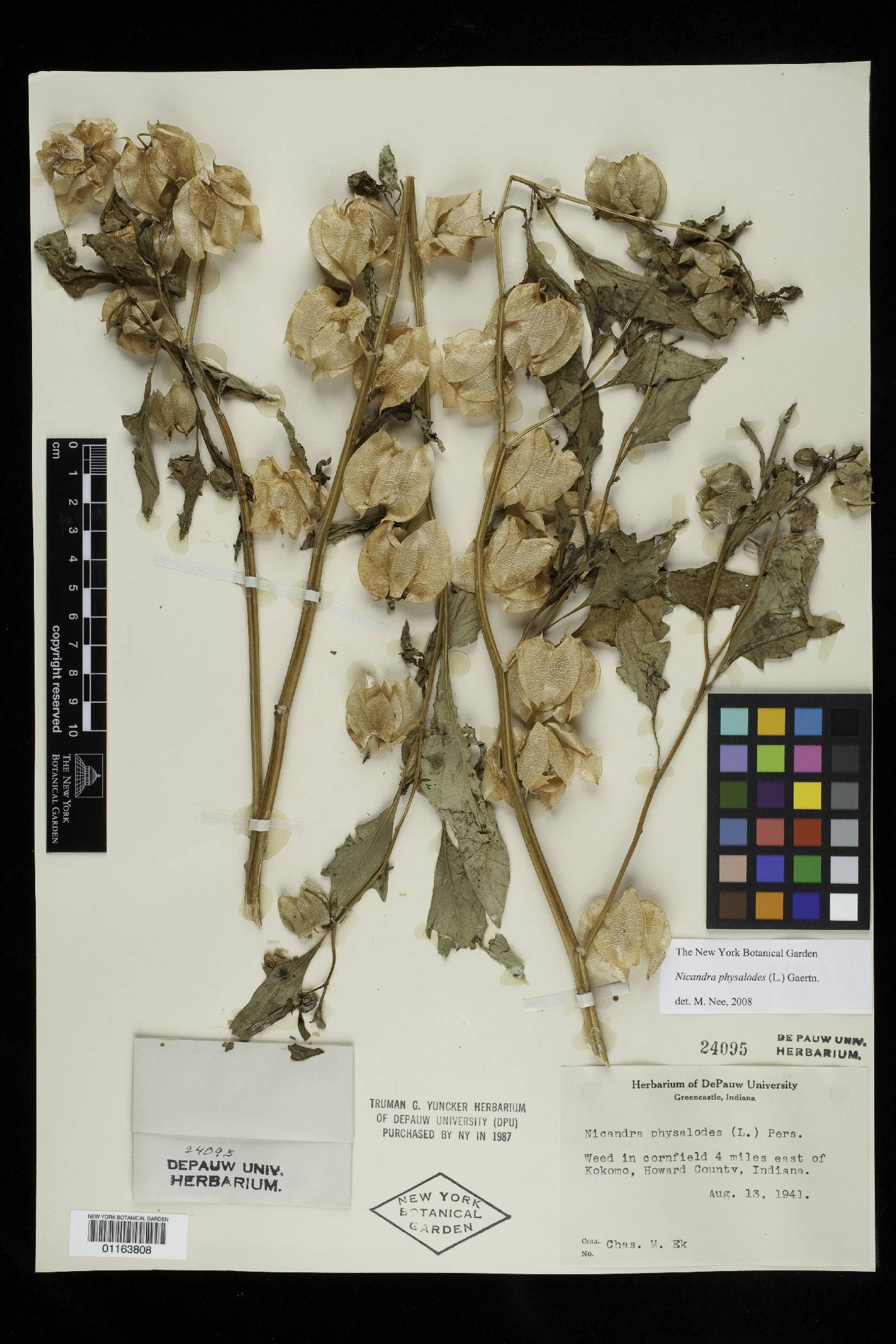 Nicandra physalodes image