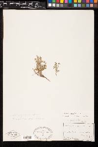 Astragalus sparsiflorus image