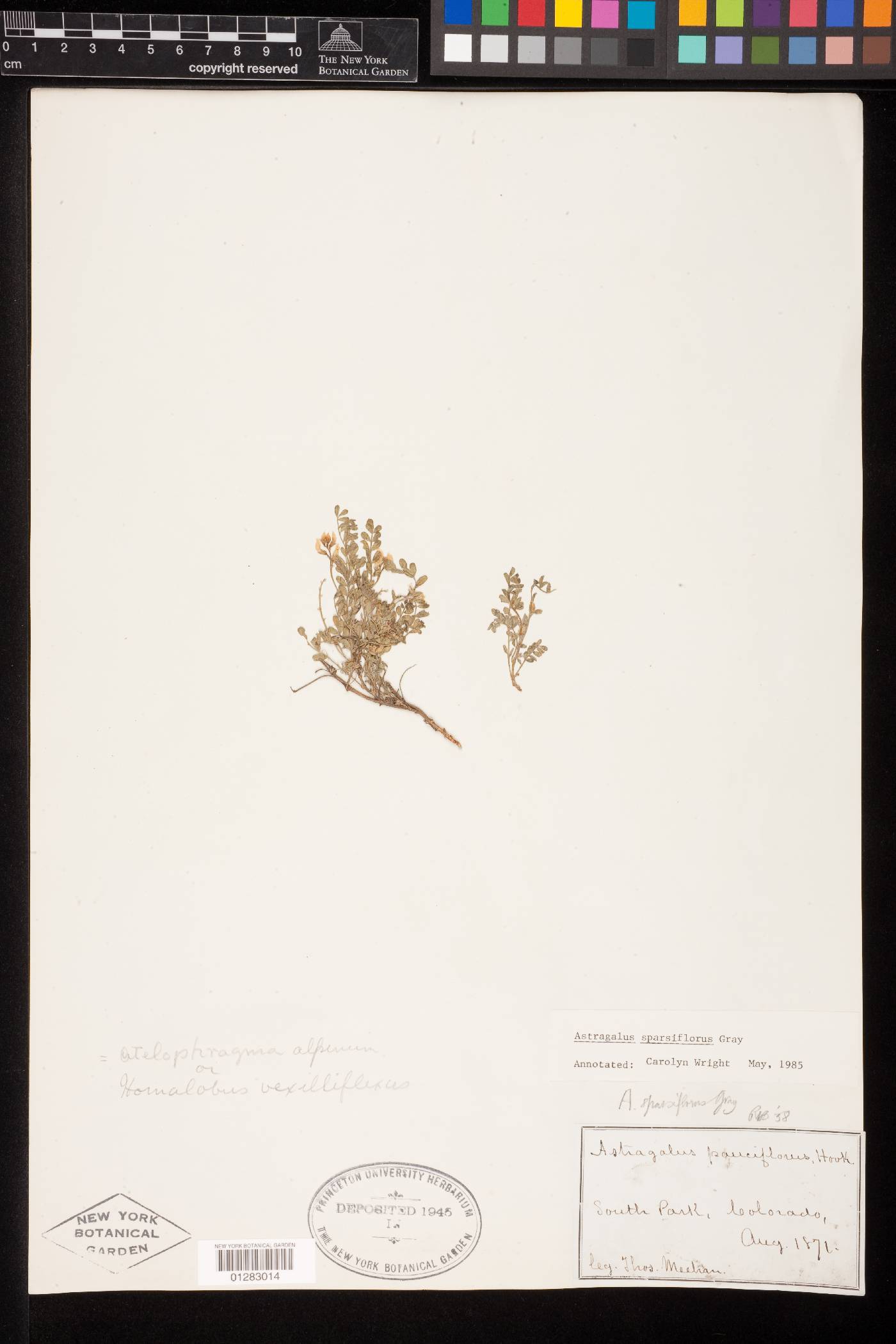 Astragalus sparsiflorus var. sparsiflorus image