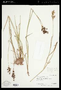 Juncus saximontanus image