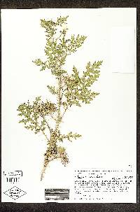 Solanum grayi image