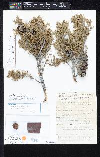 Cupressus arizonica subsp. stephensonii image