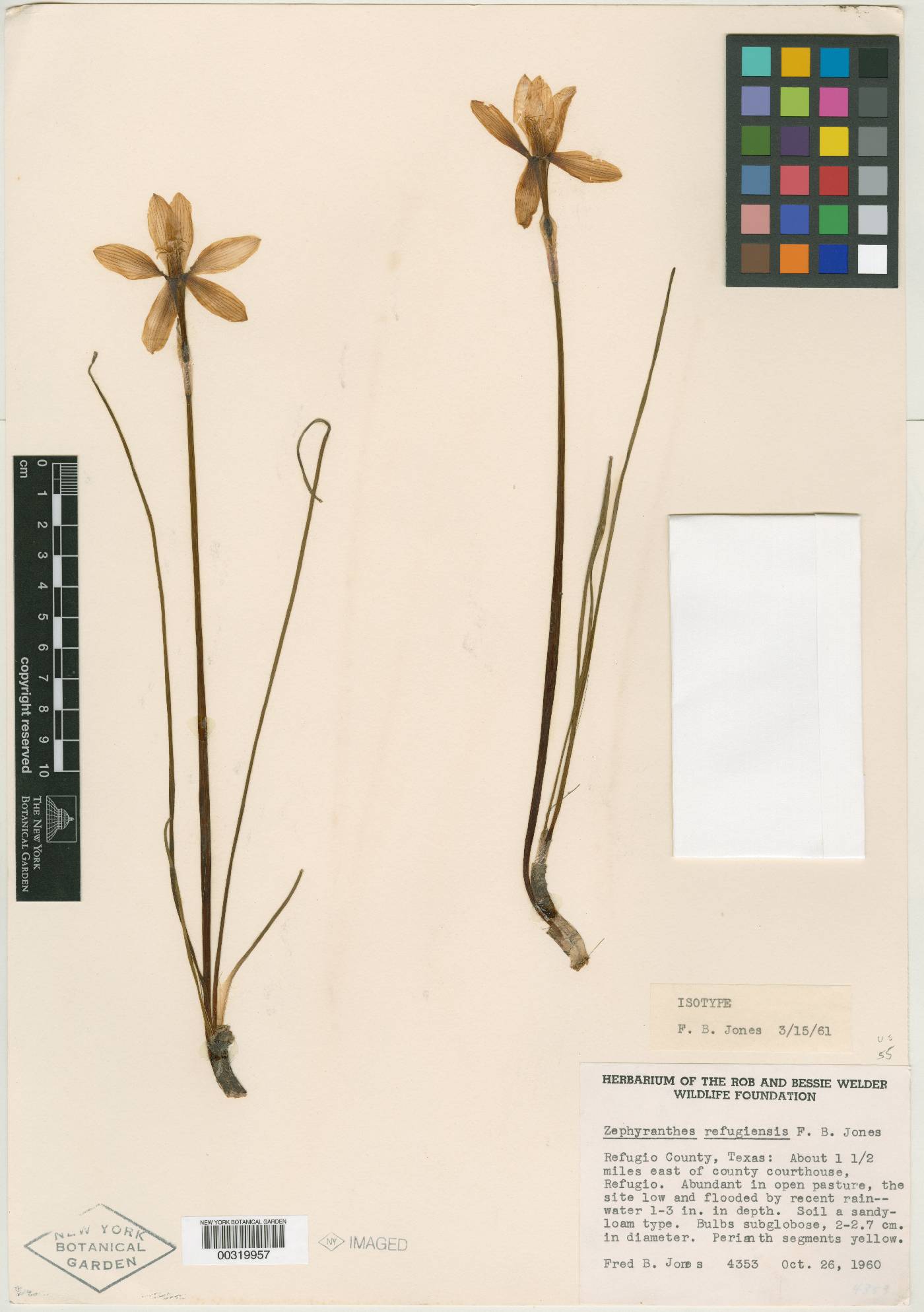 Zephyranthes refugiensis image