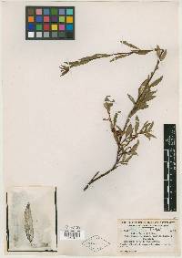 Salix tyrrellii image