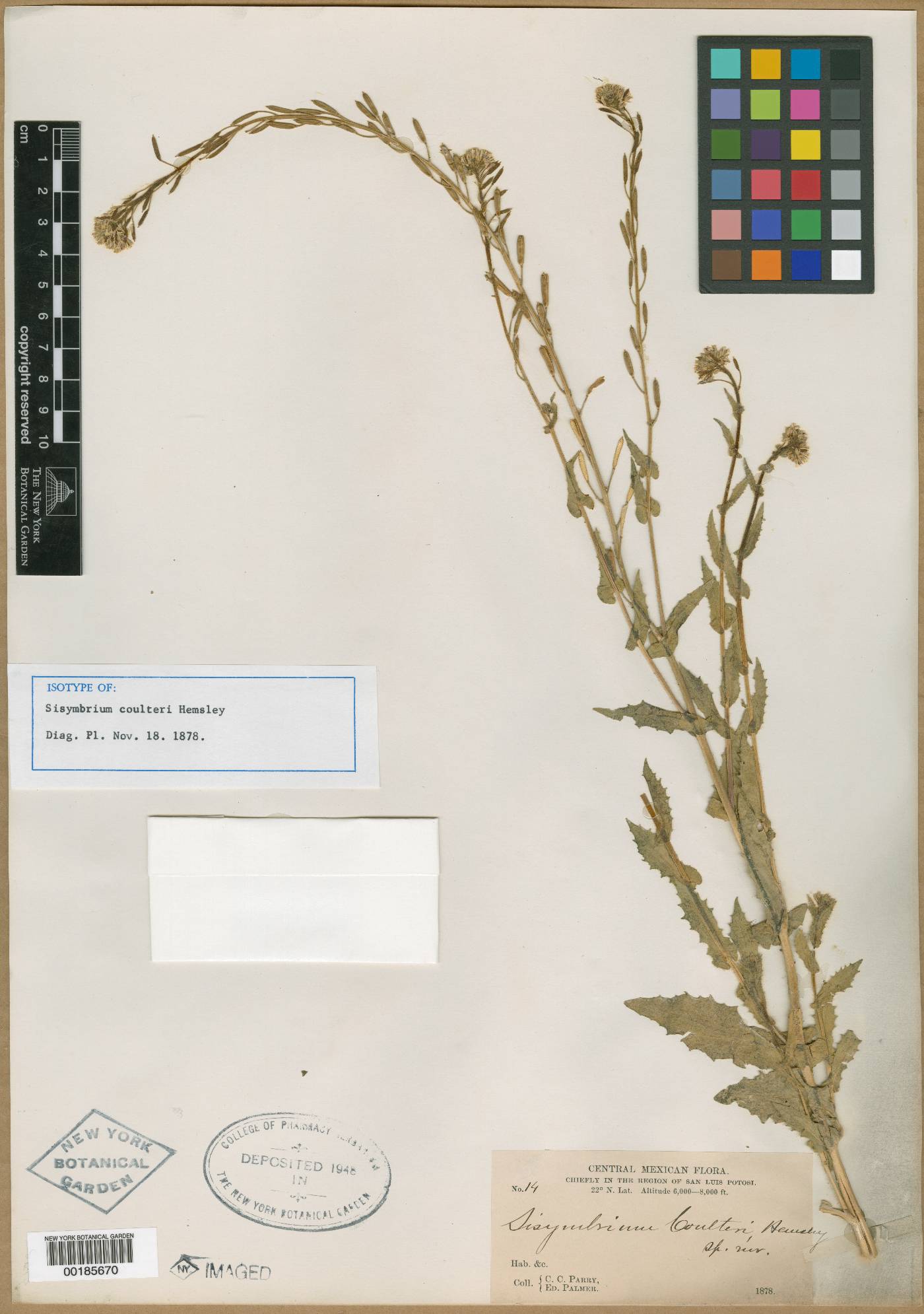 Sisymbrium coulteri image