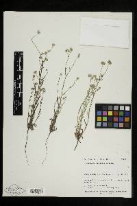 Cryptantha gracilis image