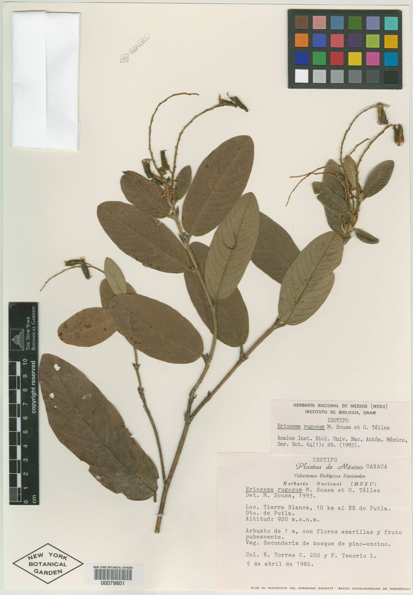 Eriosema rugosum image