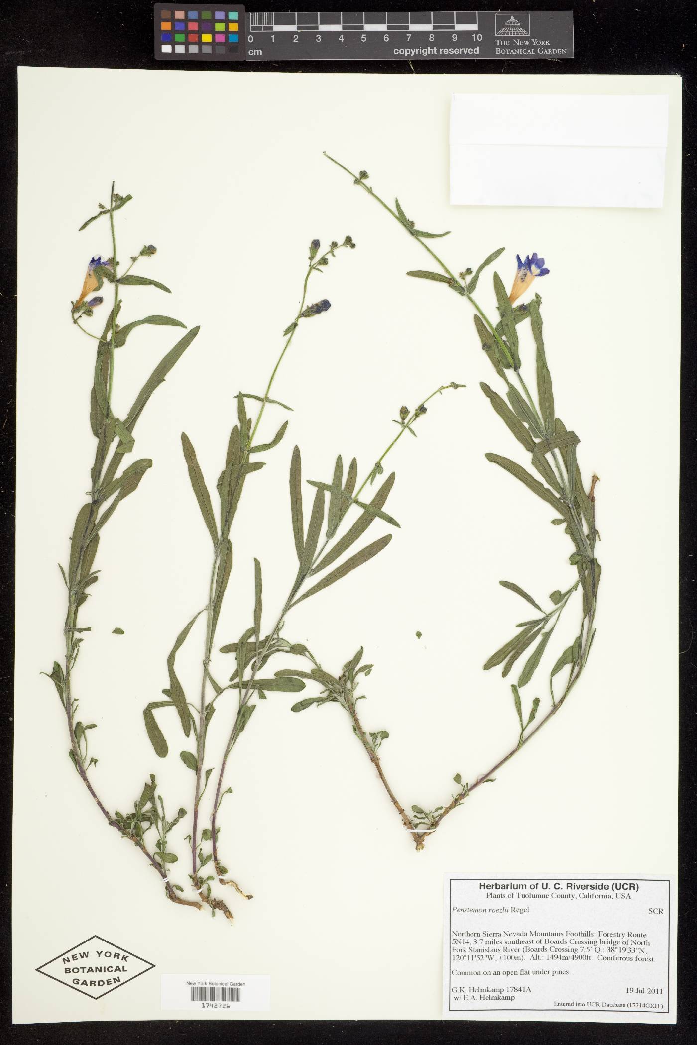 Penstemon roezlii image