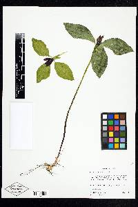 Trillium recurvatum image