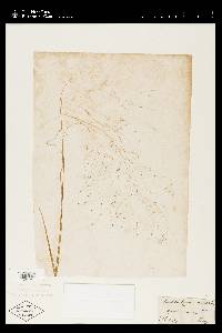 Muhlenbergia capillaris image