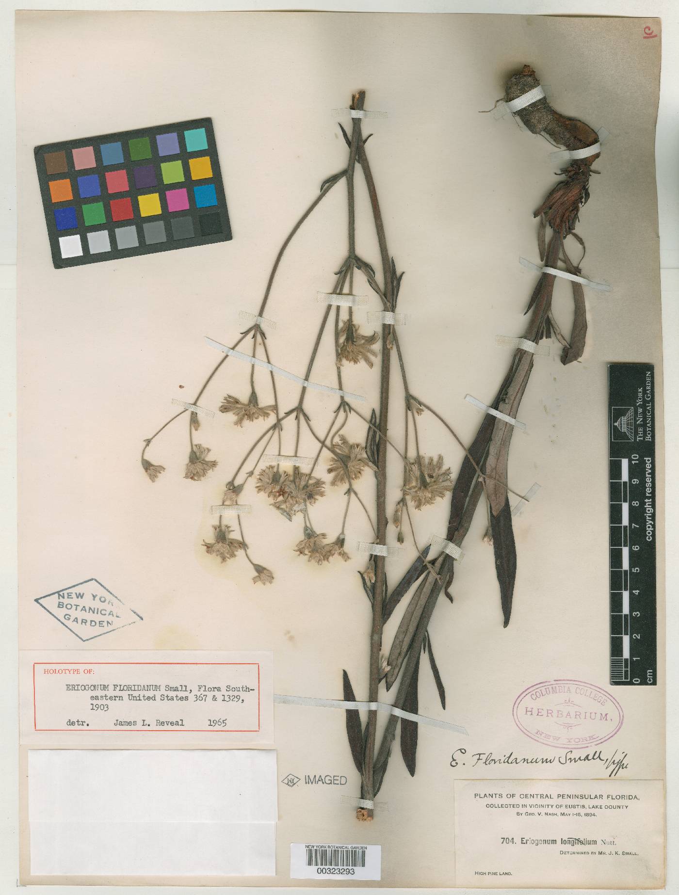 Eriogonum floridanum image