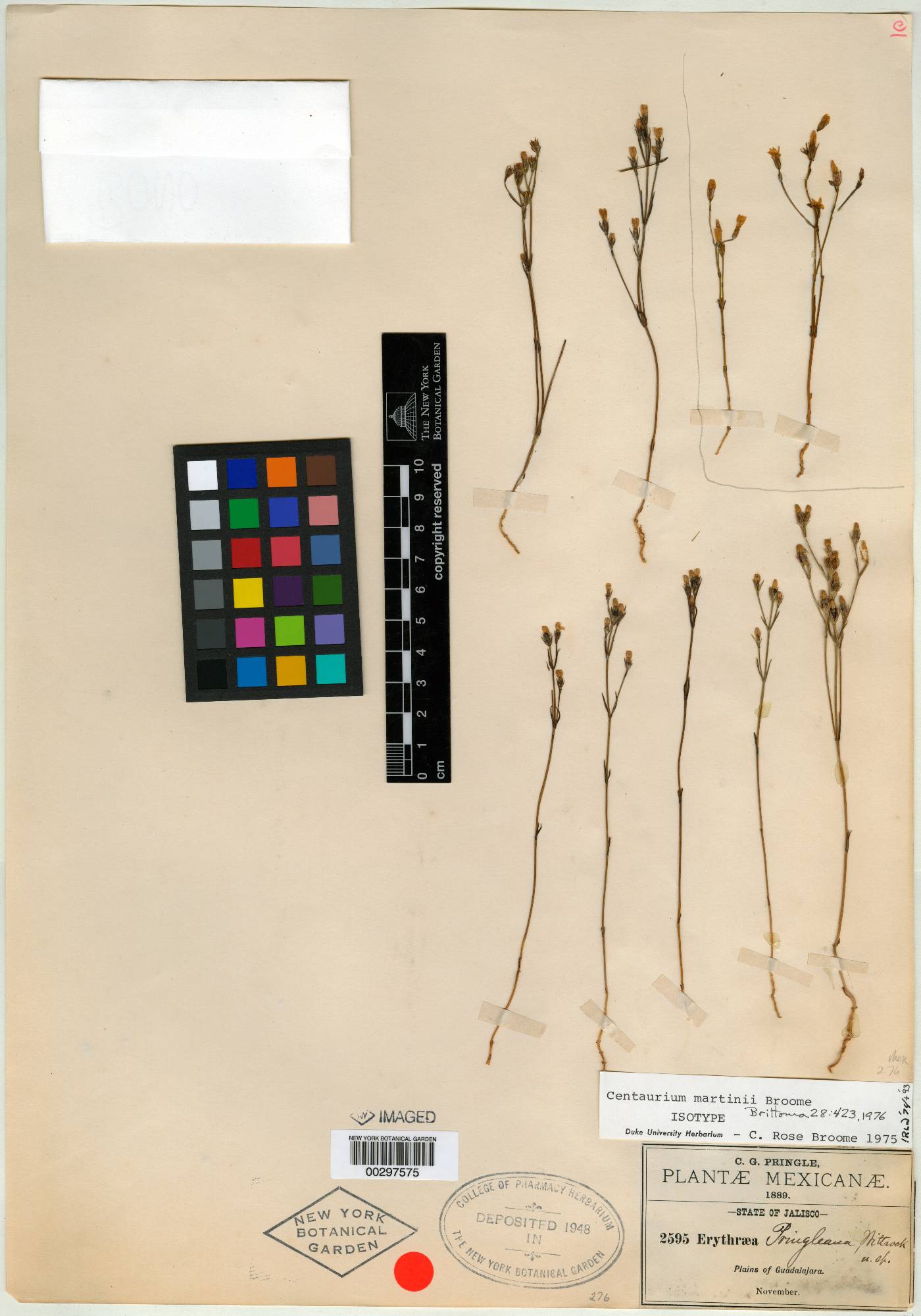 Zeltnera martinii image