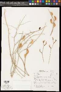 Astragalus serenoi image