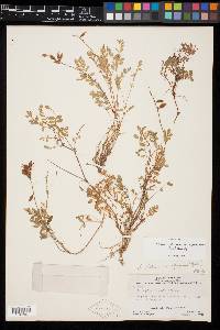 Astragalus robbinsii var. alpiniformis image