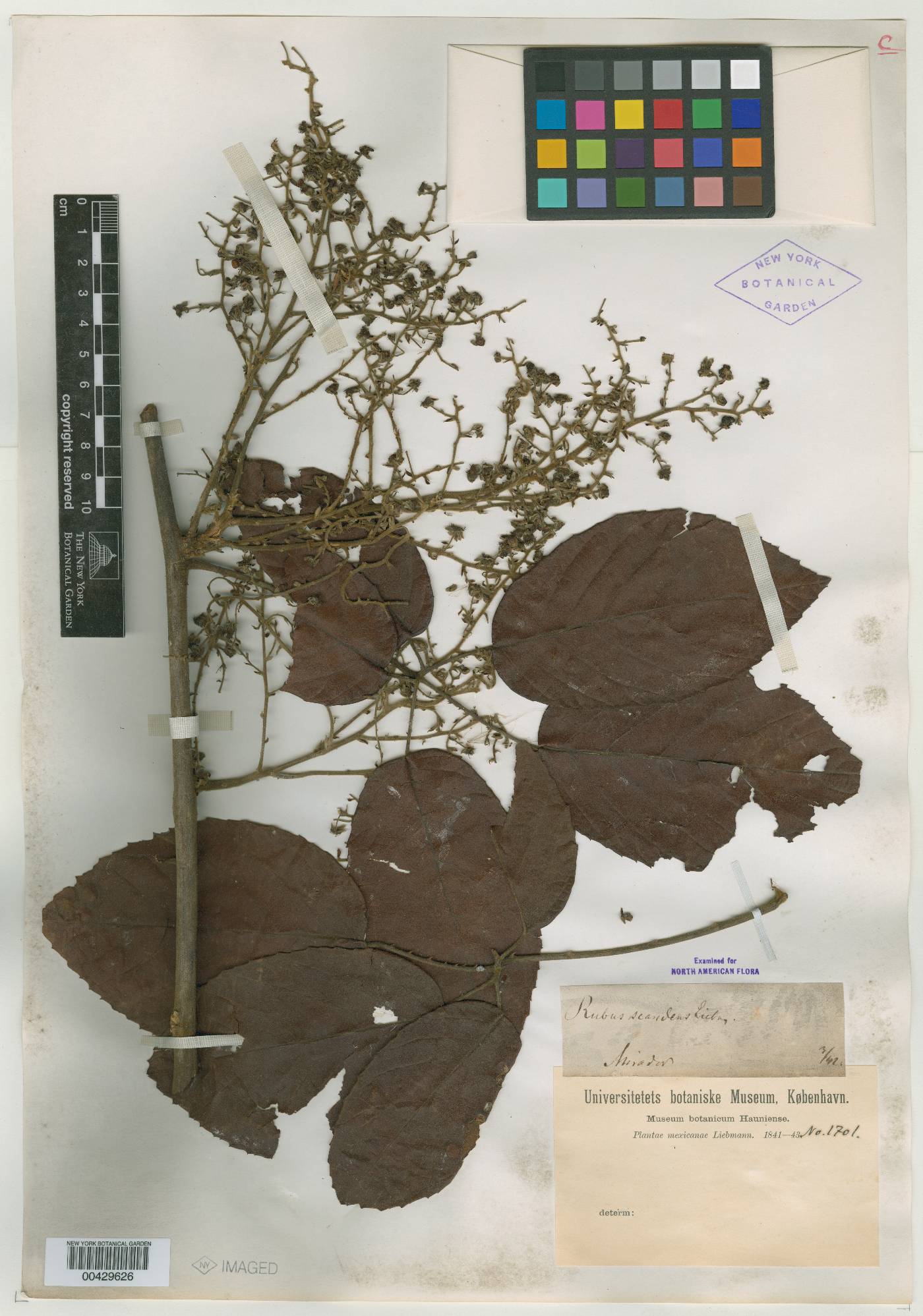 Rubus scandens image