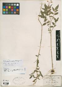 Solanum jamesii var. brachistotrichium image