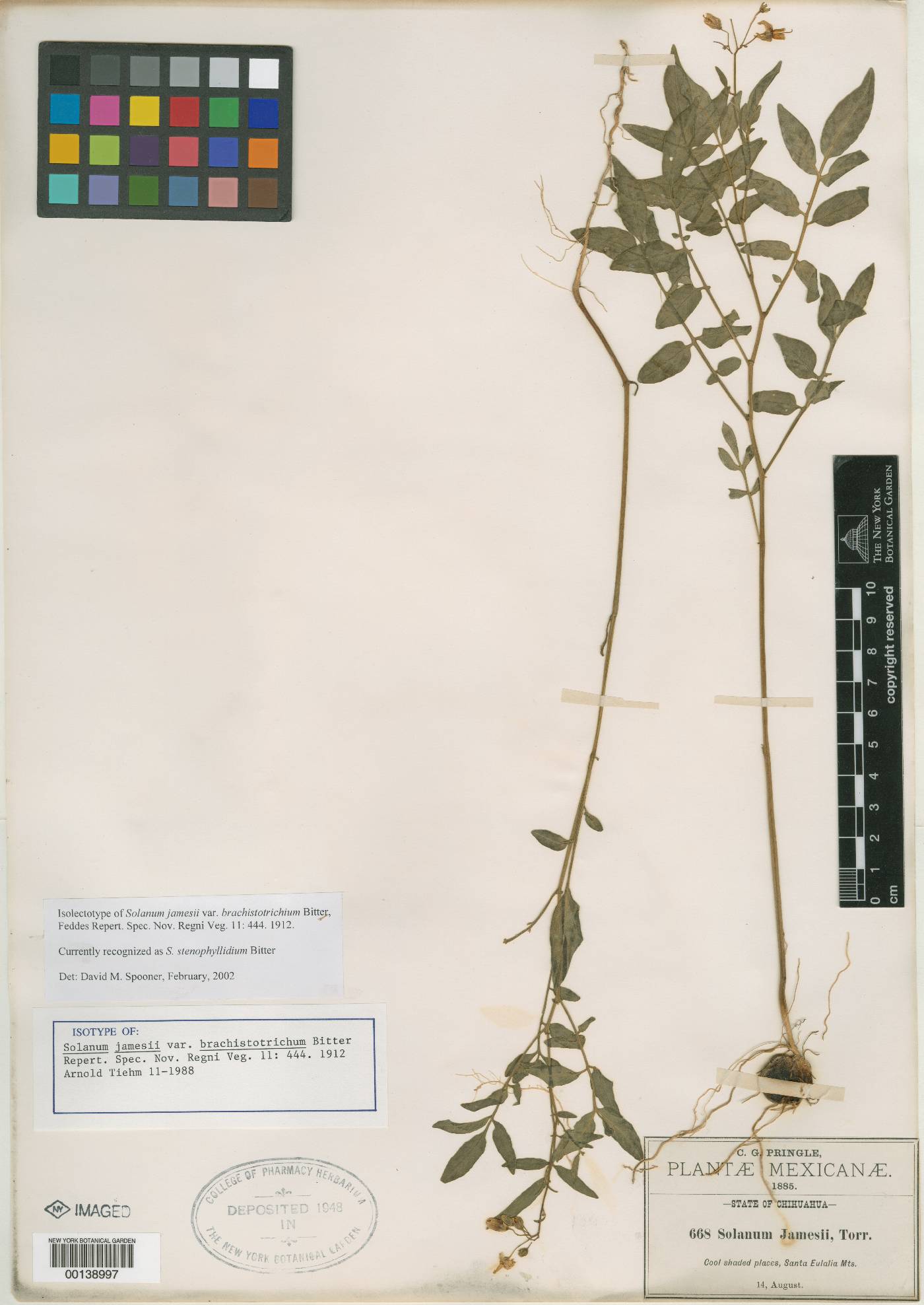 Solanum jamesii var. brachistotrichium image