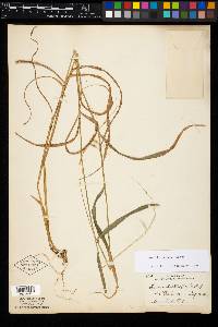 Elymus hystrix image