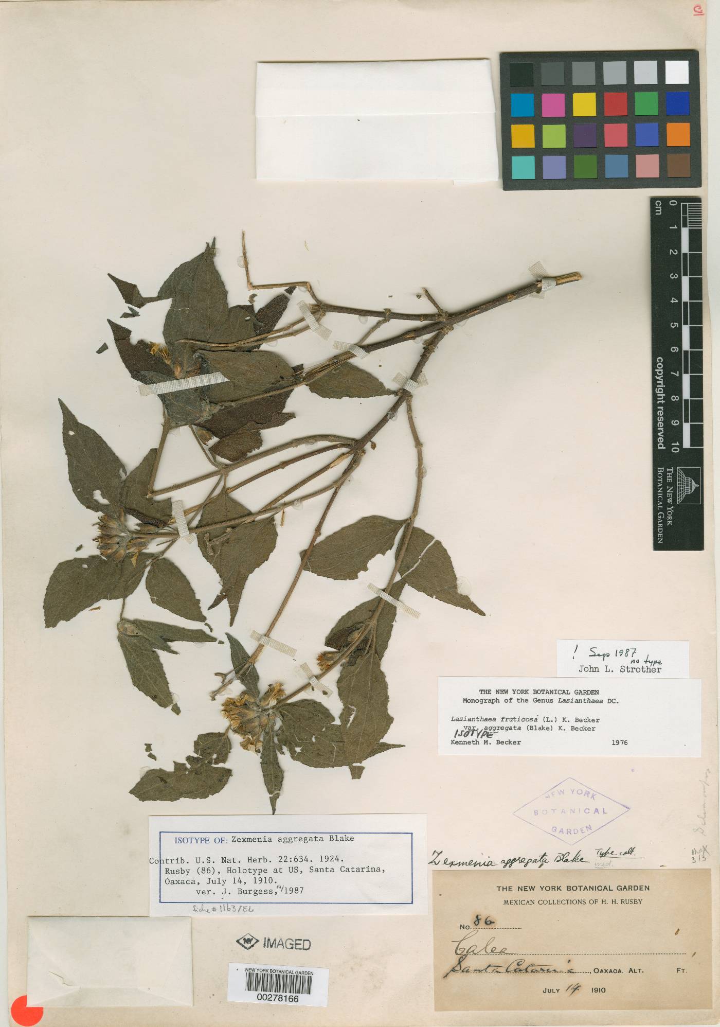 Lasianthaea fruticosa var. aggregata image