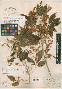 Thouinia acuminata image