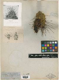 Cereus stramineus image