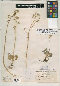 Saxifraga fragosa image