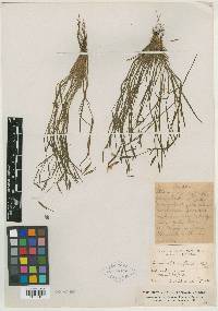 Sisyrinchium flaccidum image