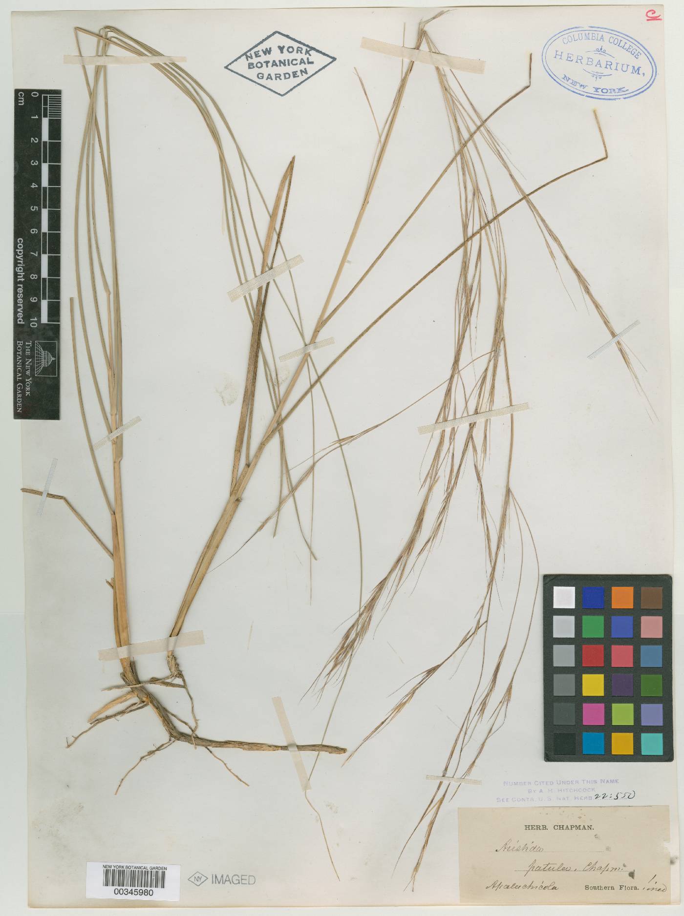 Aristida patula image