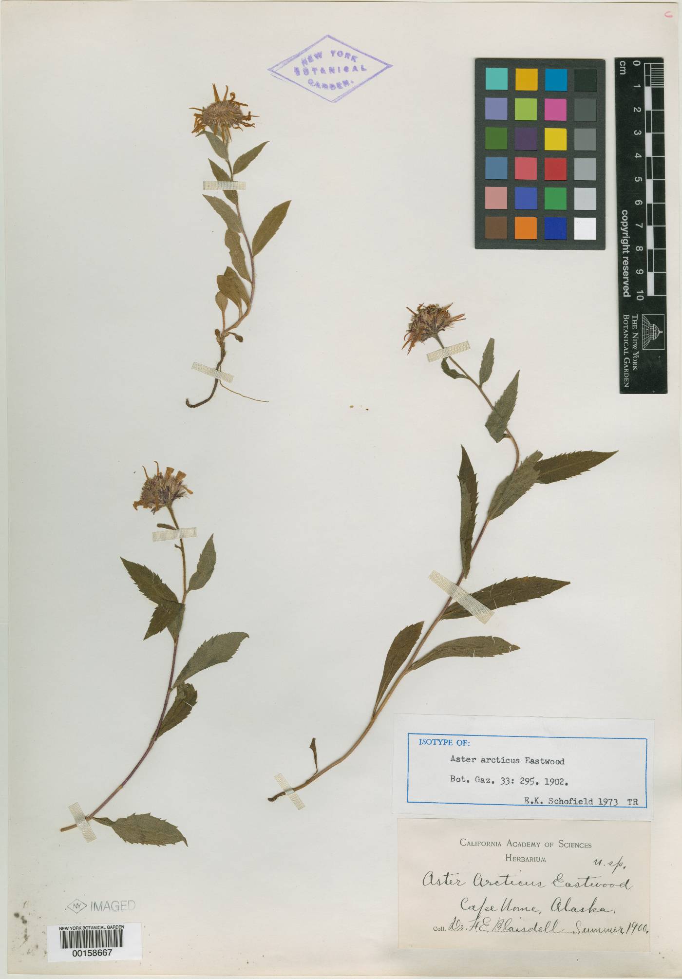 Aster arcticus image