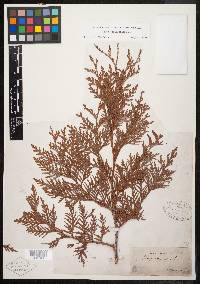 Thuja occidentalis image