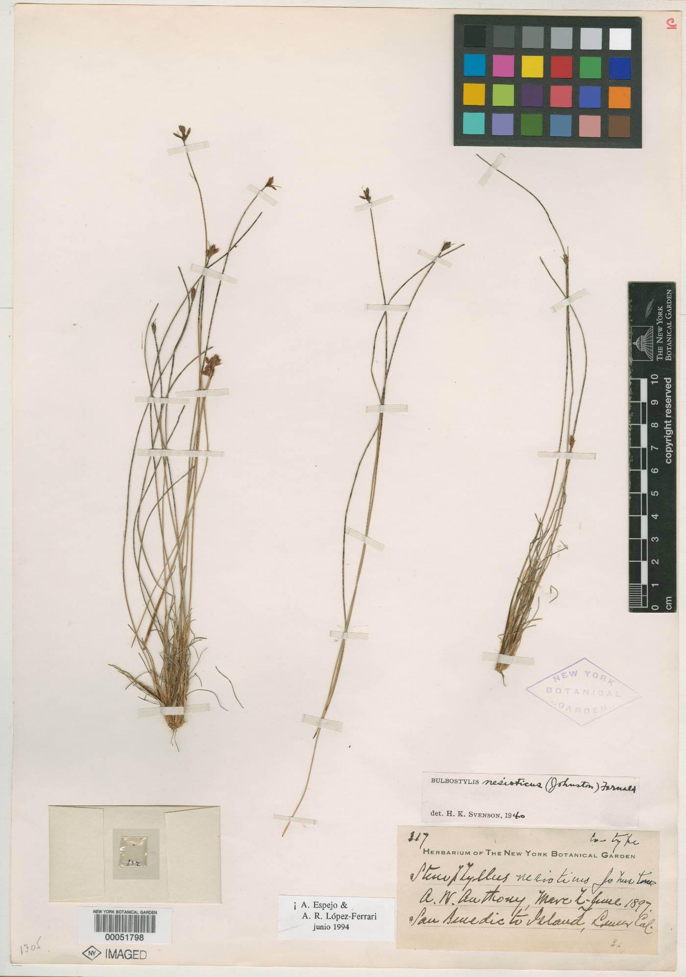 Bulbostylis nesiotica image