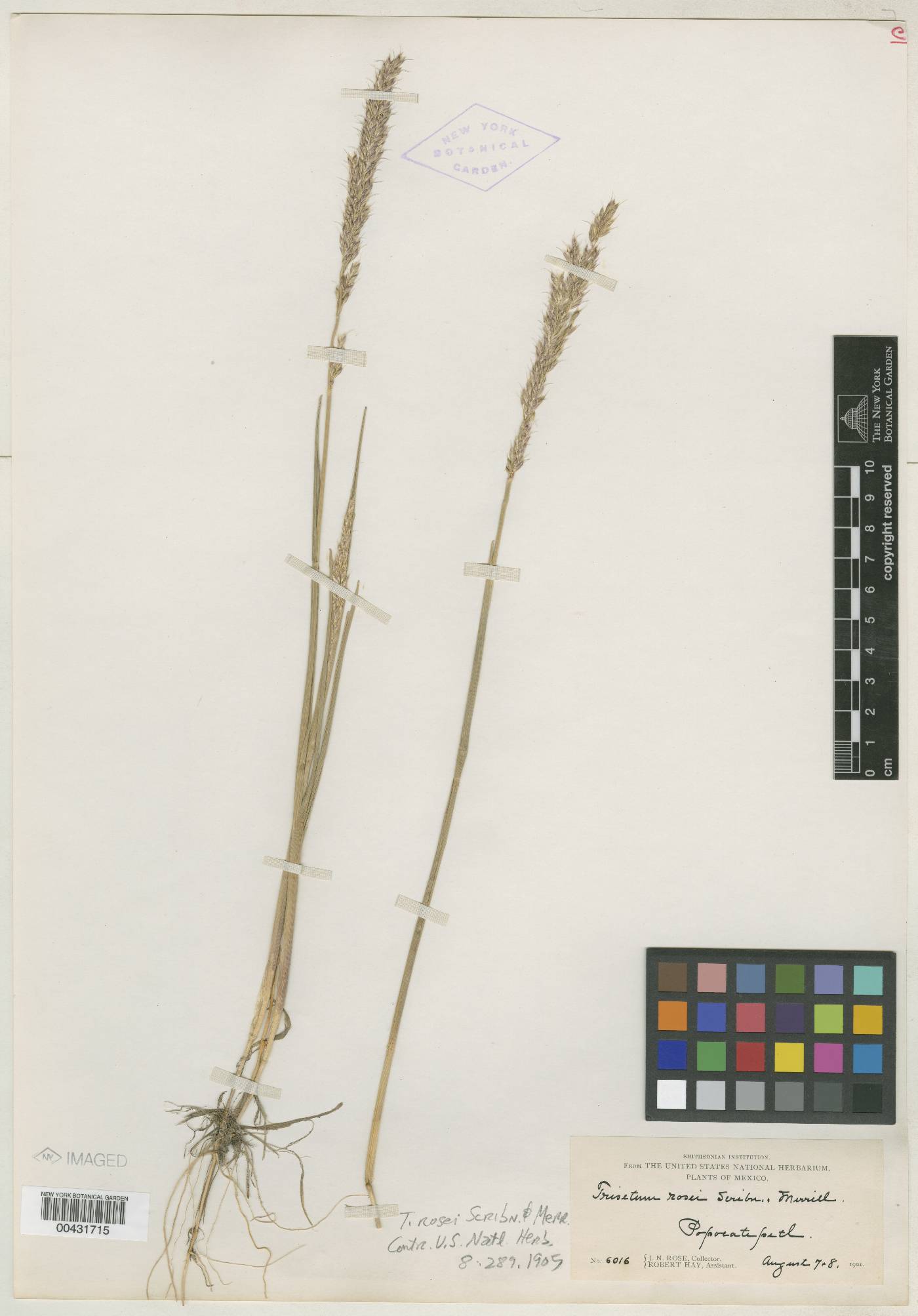 Trisetum rosei image