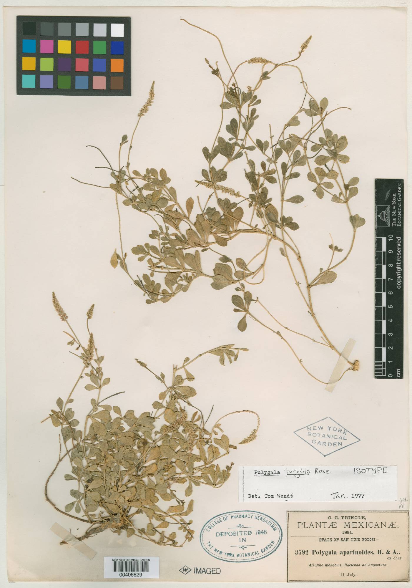 Polygala alba var. alcalina image