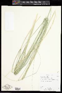 Muhlenbergia rigens image