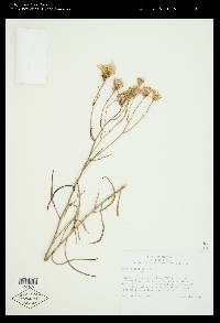 Senecio flaccidus image