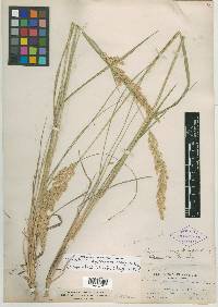 Calamagrostis stricta image