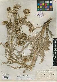 Cirsium cymosum var. canovirens image