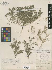 Corydalis micrantha image